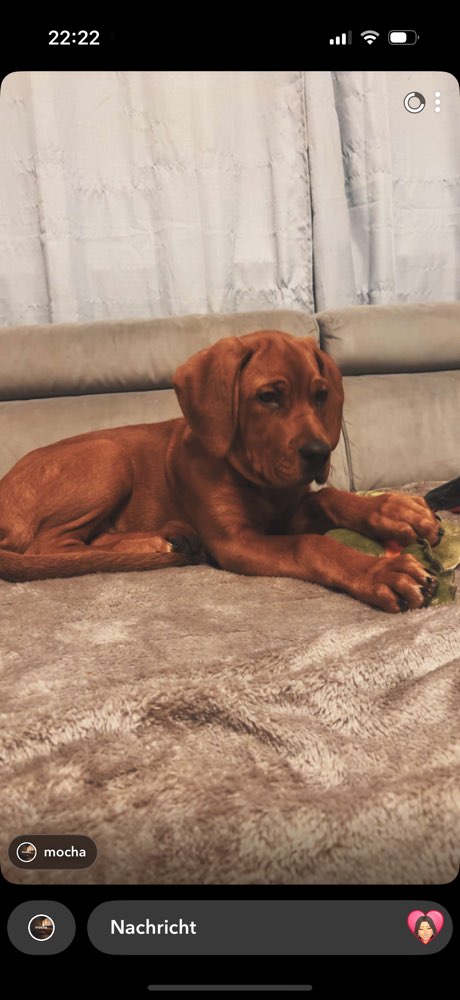 Hundetreffen-Zum spazieren-Profilbild