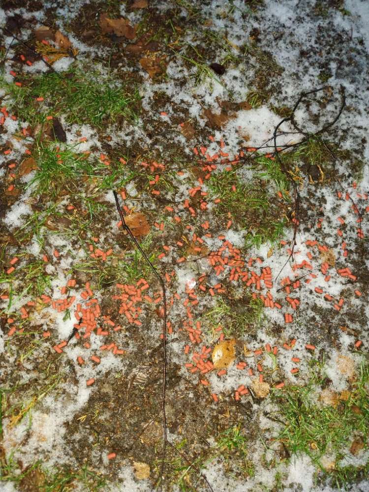 Giftköder-Giftköder, wahrscheinlich Rattengift-Profilbild