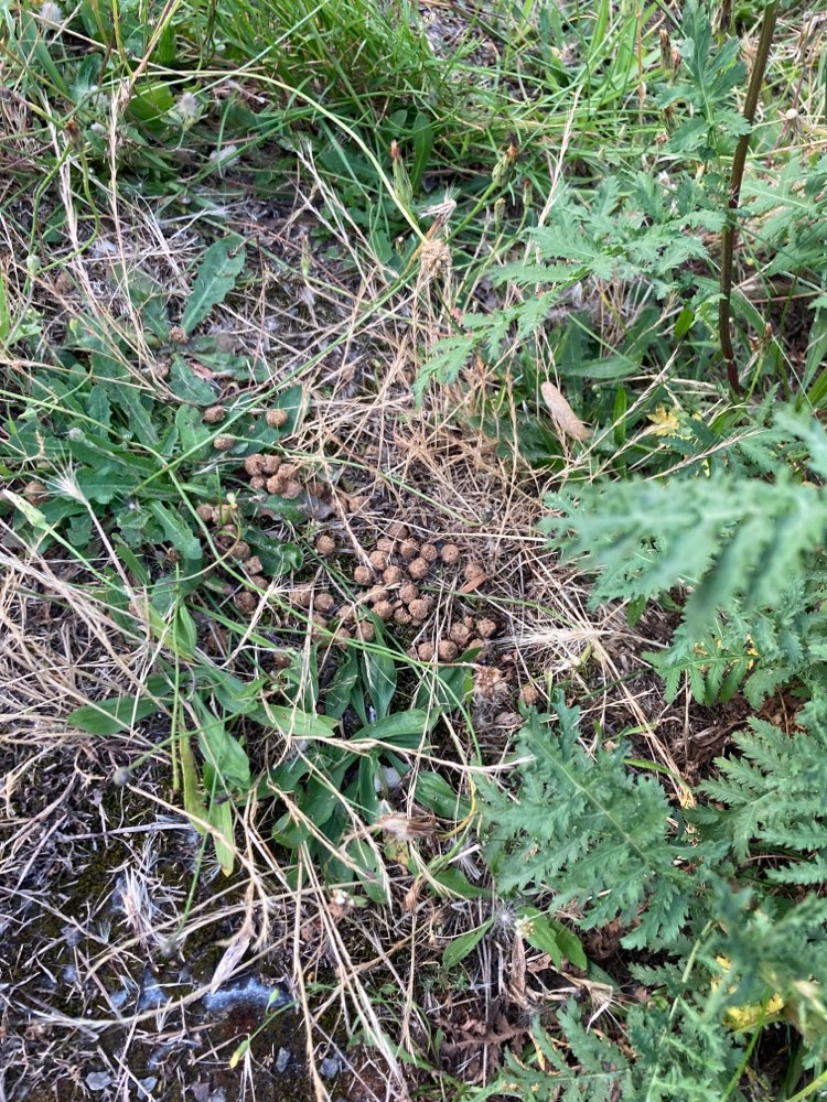 Giftköder-Futter hinter dem Bushaltestellenschild-Profilbild