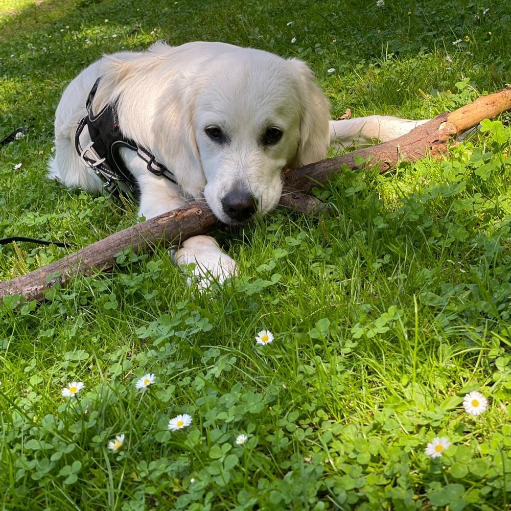 Hundetreffen-Spielfreund gesucht!-Profilbild