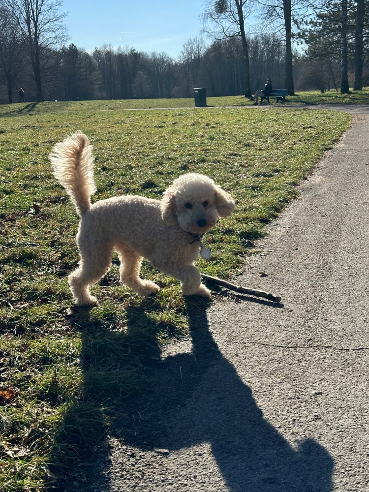 Hundetreffen-Spielpartner gesucht!-Profilbild