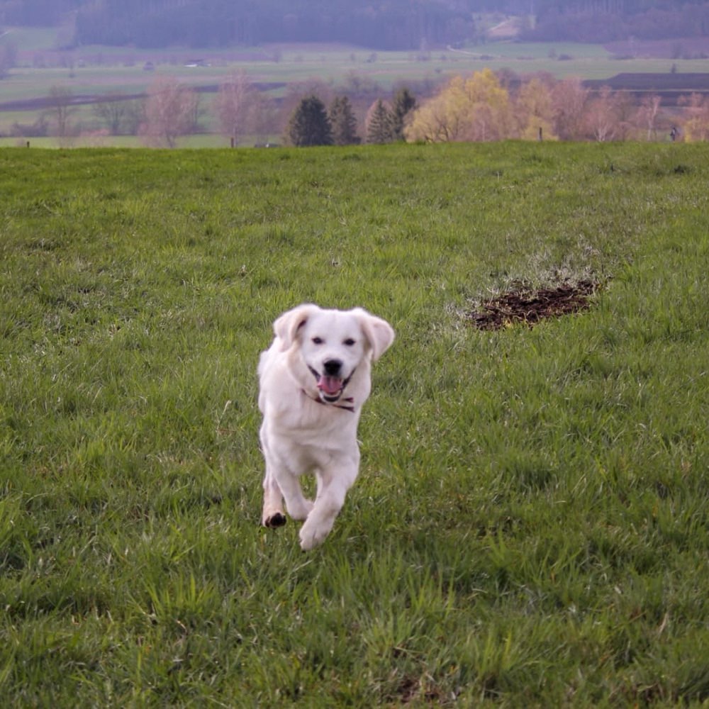 Hundetreffen-Toben und laufen-Profilbild