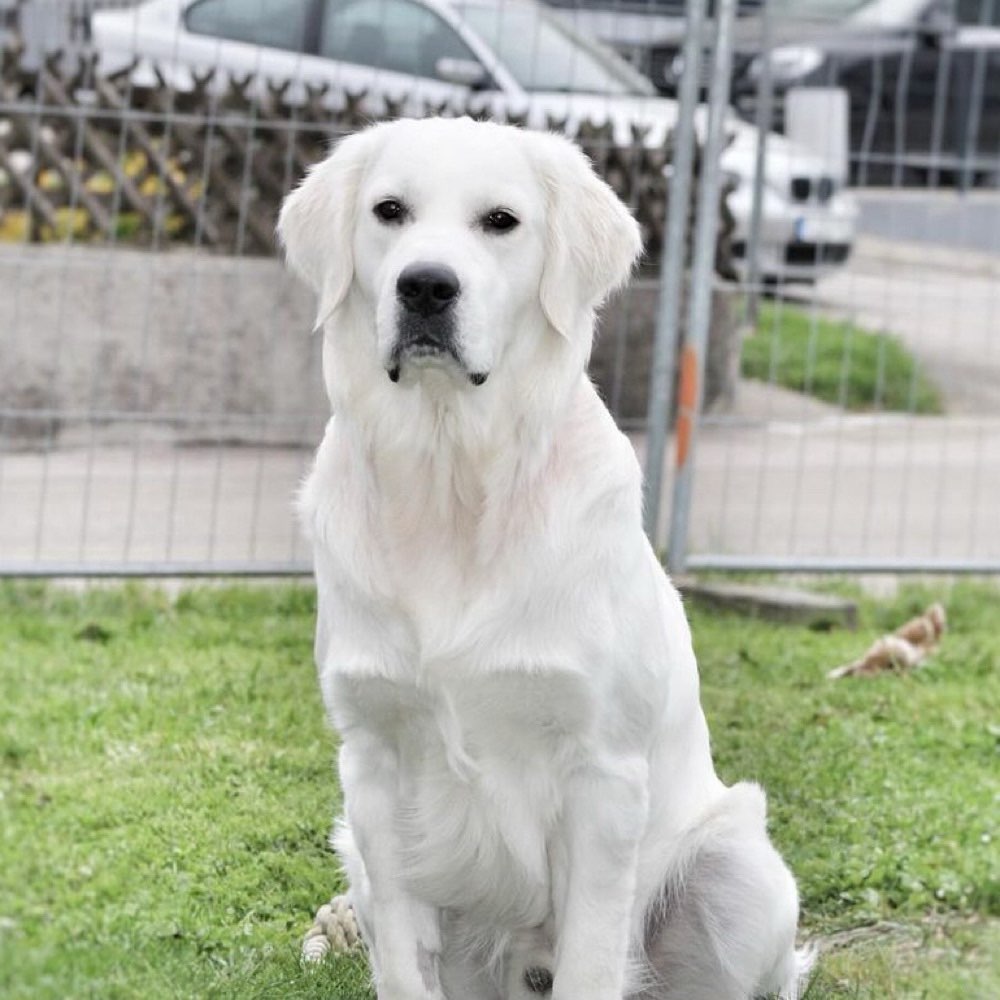 Hundetreffen-Toben und laufen-Profilbild