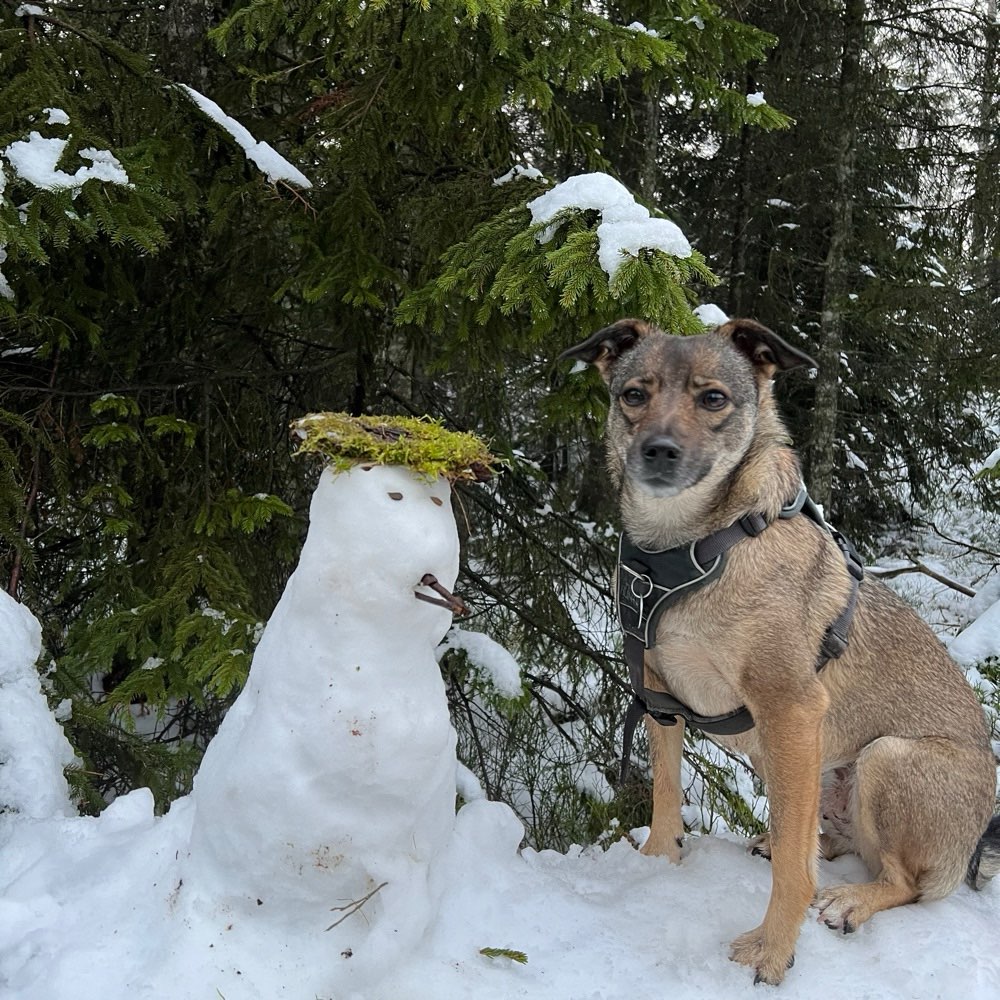 Hundetreffen-Social Walk-Profilbild