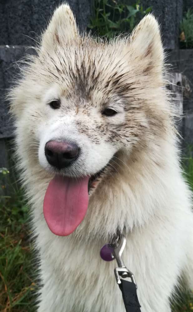 Hundetreffen-Maila sucht Hundekumpel für gemeinsame Gassirunden-Profilbild