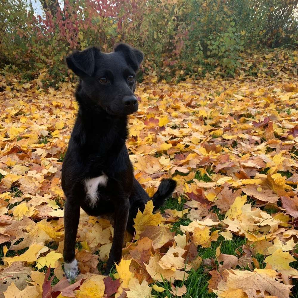 Hundetreffen-Gassitreffen-Profilbild