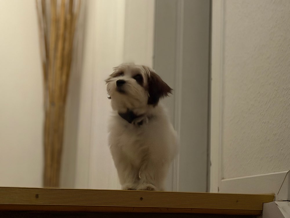 Hundetreffen-Ella sucht andere soziale Kontakte-Profilbild