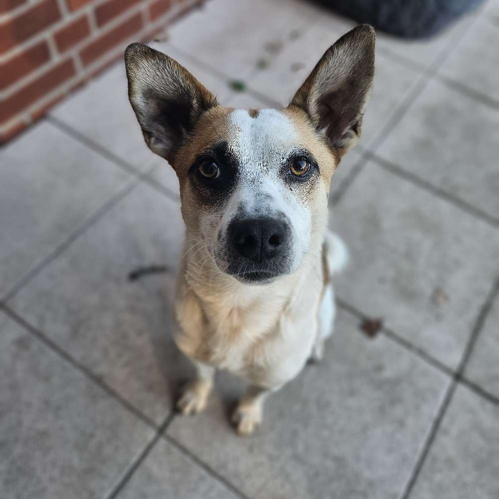 Hundetreffen-Social Walk-Profilbild