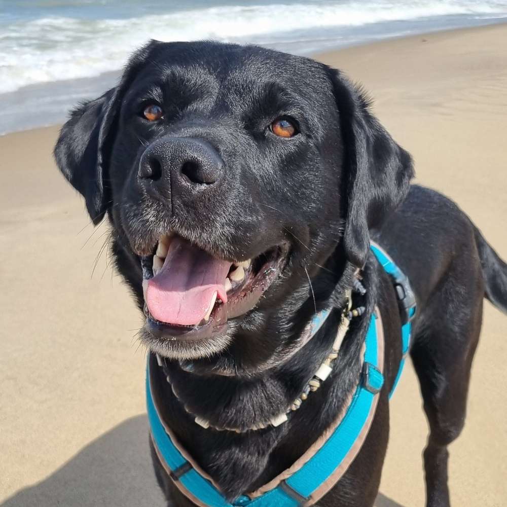 Hundetreffen-Spielbuddy gesucht-Profilbild