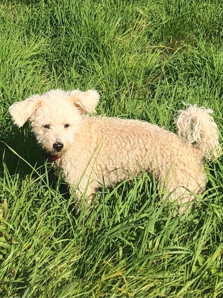 Hundetreffen-Gassi gehen-Profilbild