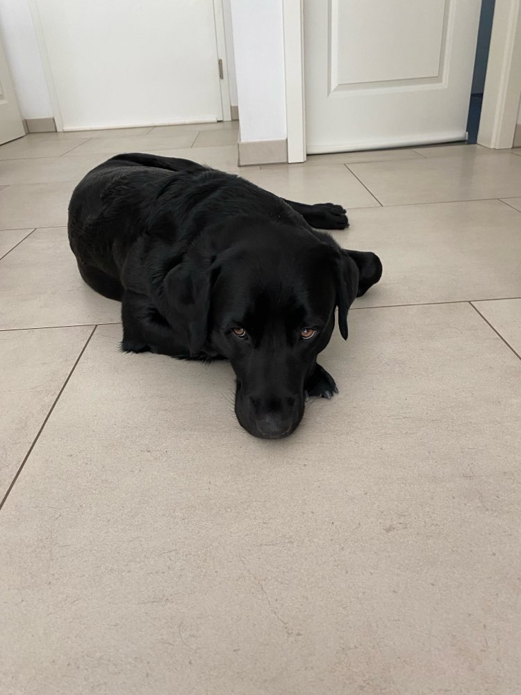 Hundetreffen-Gassi und Spielen-Profilbild