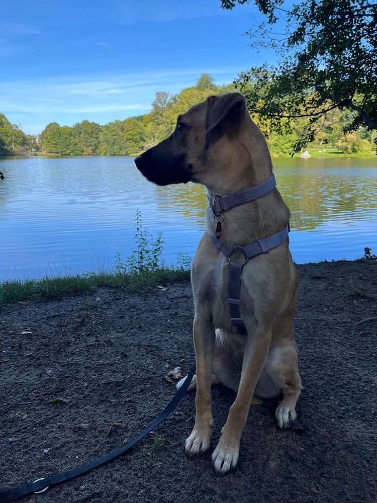 Hundetreffen-Social Walk im Treptower Park/Plänterwald-Profilbild