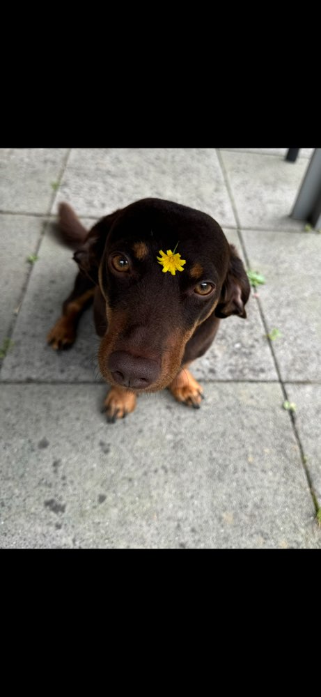 Hundetreffen-Hundebetreuung-Profilbild