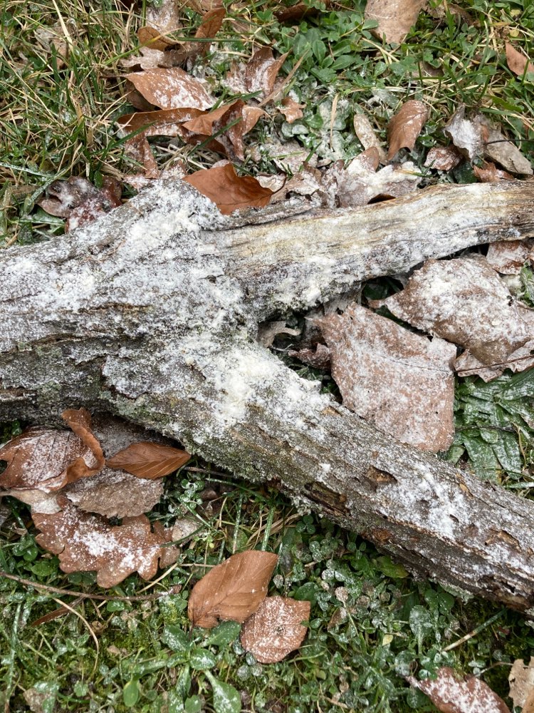 Giftköder-Weißes Pulver-Profilbild