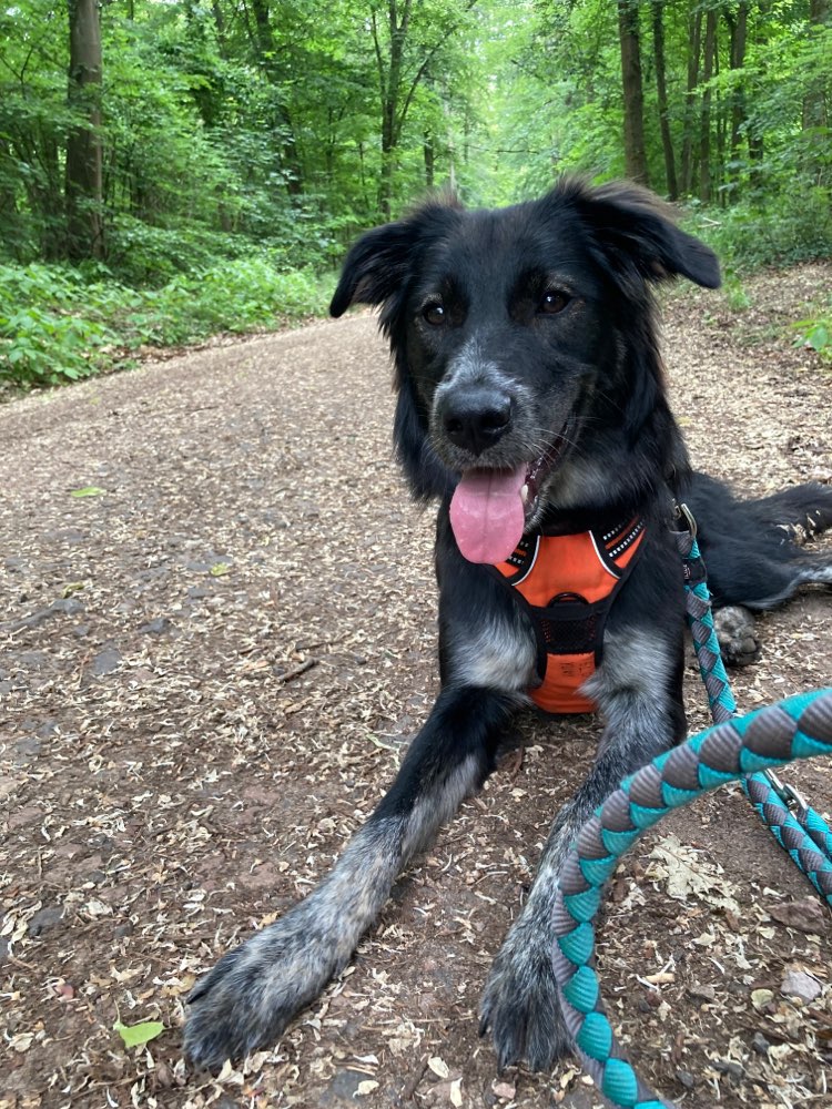 Hundetreffen-Übungs-, Trainings- und Spielpartner*innen gesucht-Profilbild