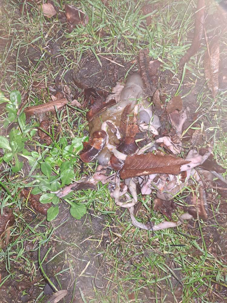 Giftköder-Eingeweide-Profilbild