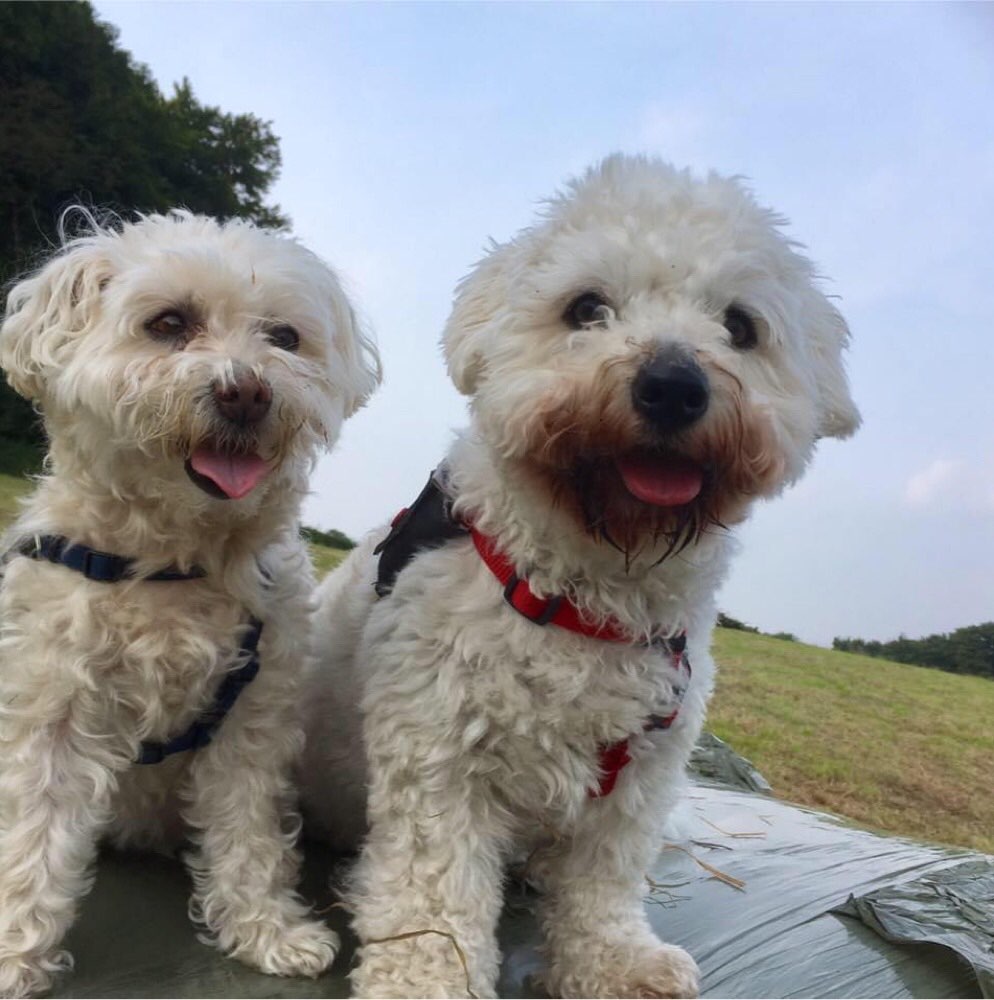 Hundetreffen-Gassirunde in Dornberg-Profilbild