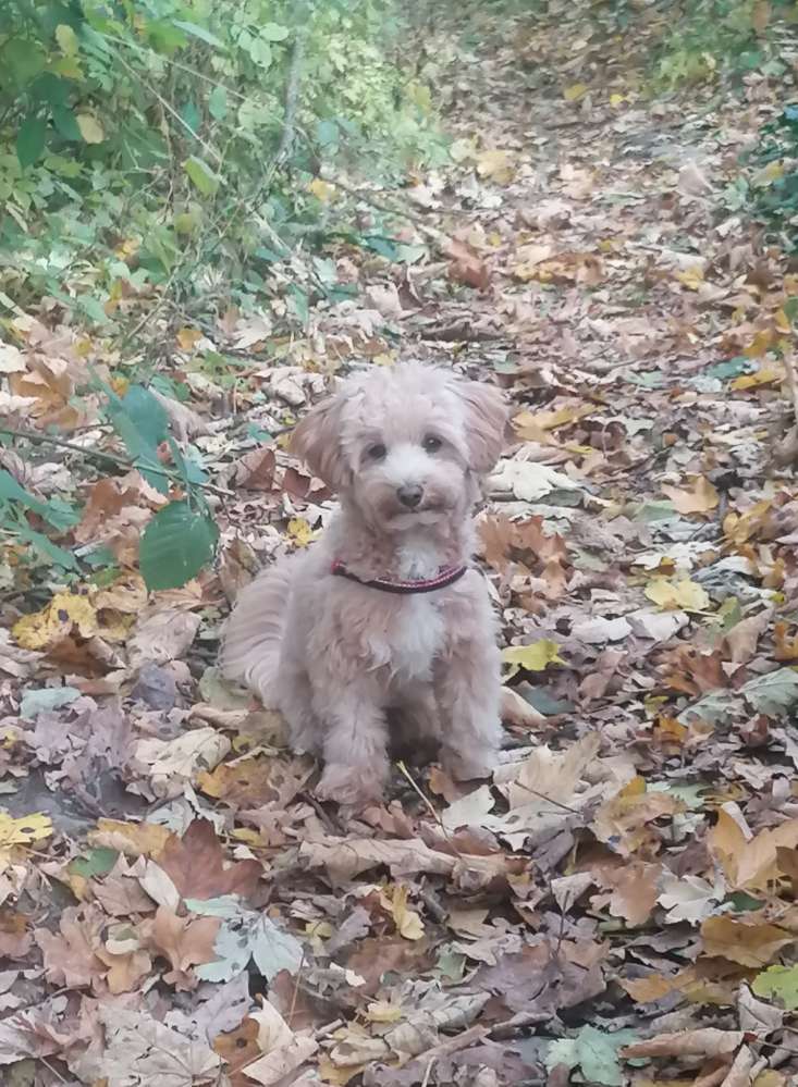 Hundetreffen-kleine Hundefreunde gesucht-Profilbild