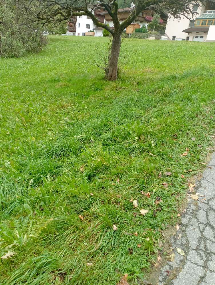 Giftköder-Fleischstücke im Gras-Profilbild