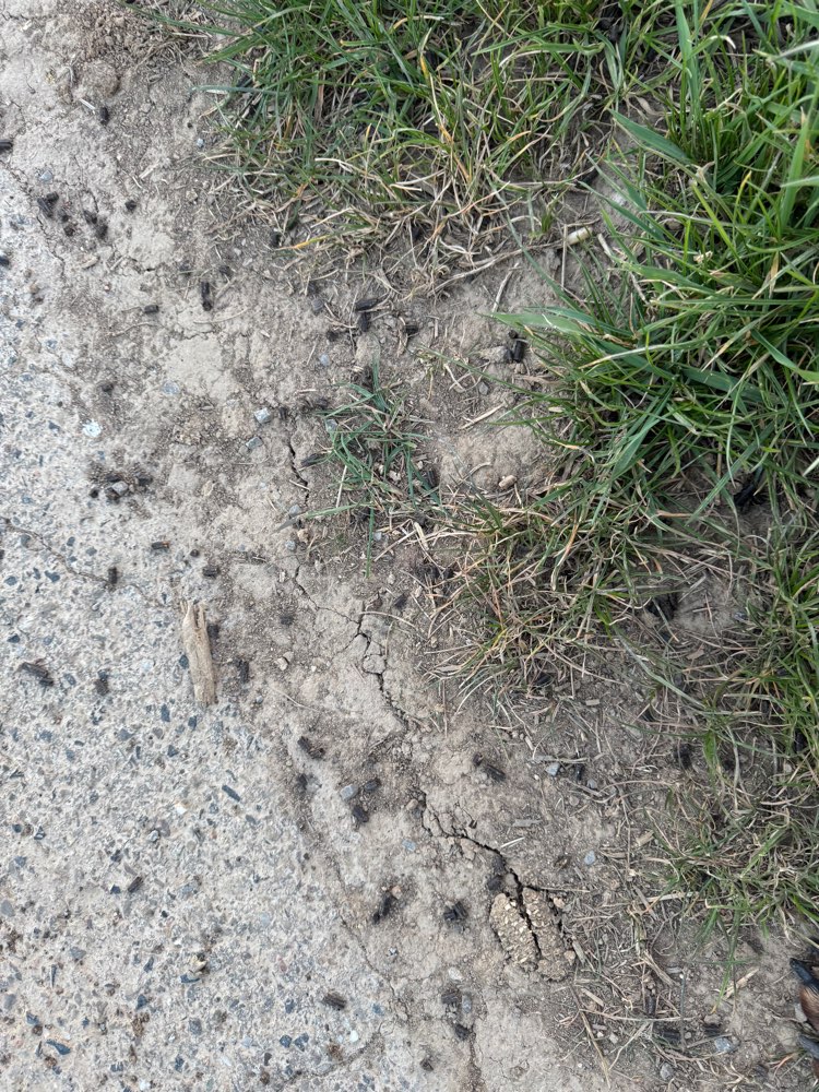 Giftköder-Dünger-Profilbild