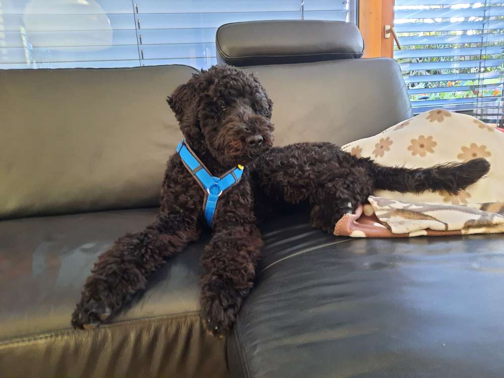 Hundetreffen-Junghund sucht Kumpels-Profilbild