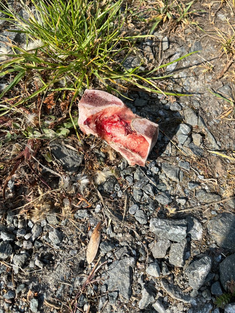 Giftköder-Knochen mit Fleisch-Profilbild