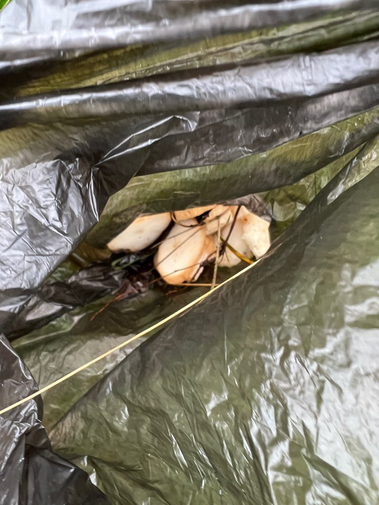 Giftköder-Fleischstücke-Profilbild