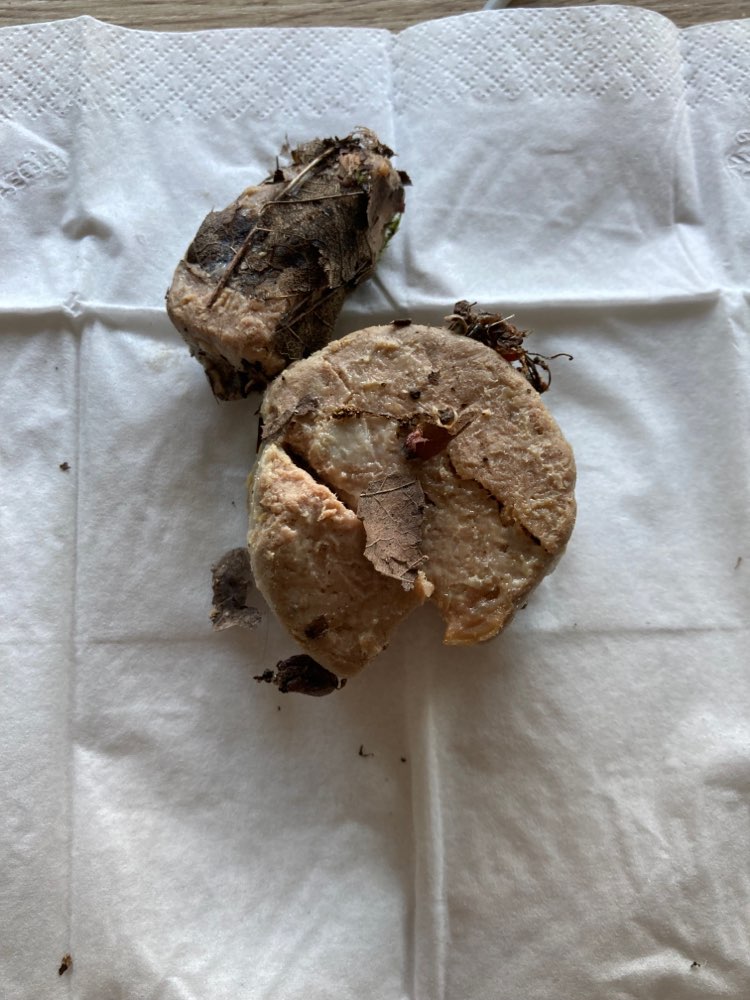 Giftköder-Giftköder vermutlich-Profilbild