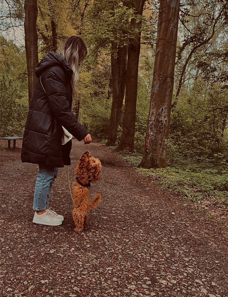 Hundetreffen-Hundertreff mit kleineren Hunden-Profilbild