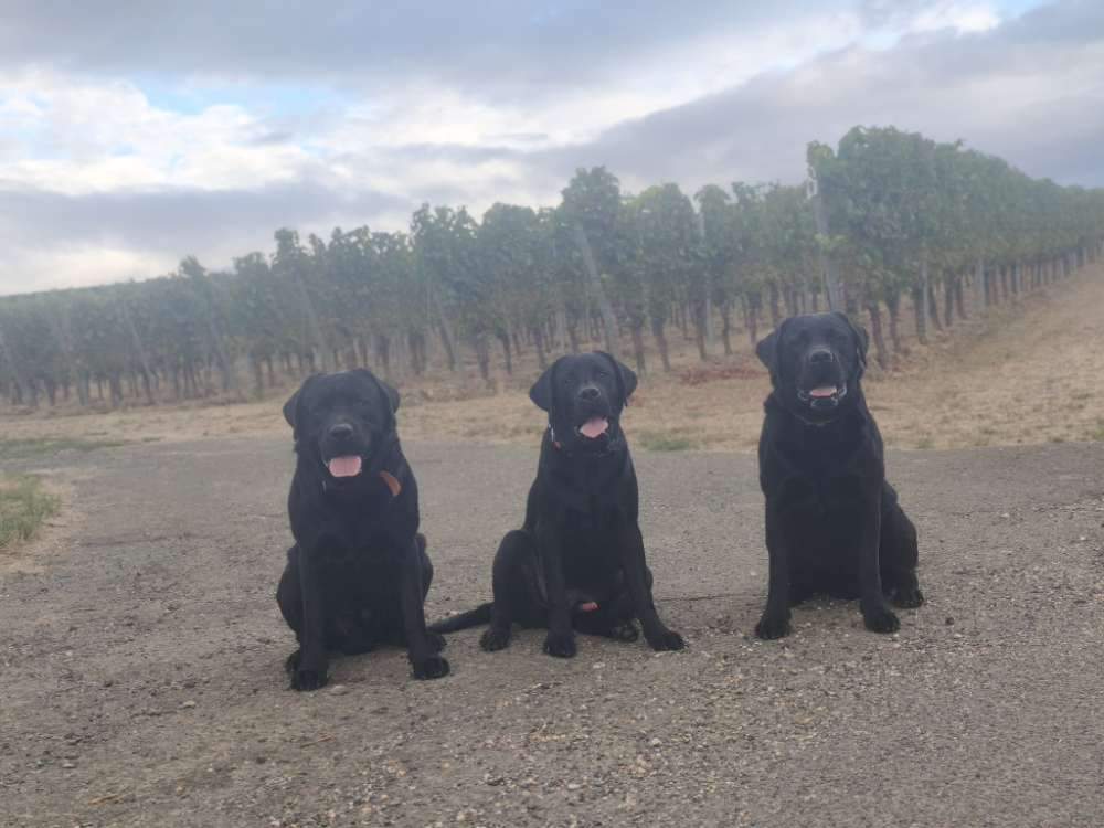 Hundetreffen-Junghunde treffen-Profilbild