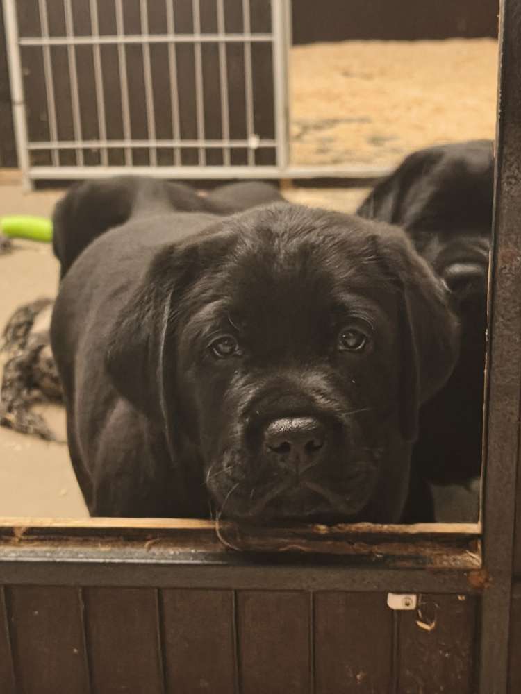 Hundetreffen-Spielpartner gesucht-Profilbild