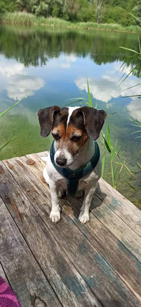 Suchmeldung-Lotte-Profilbild