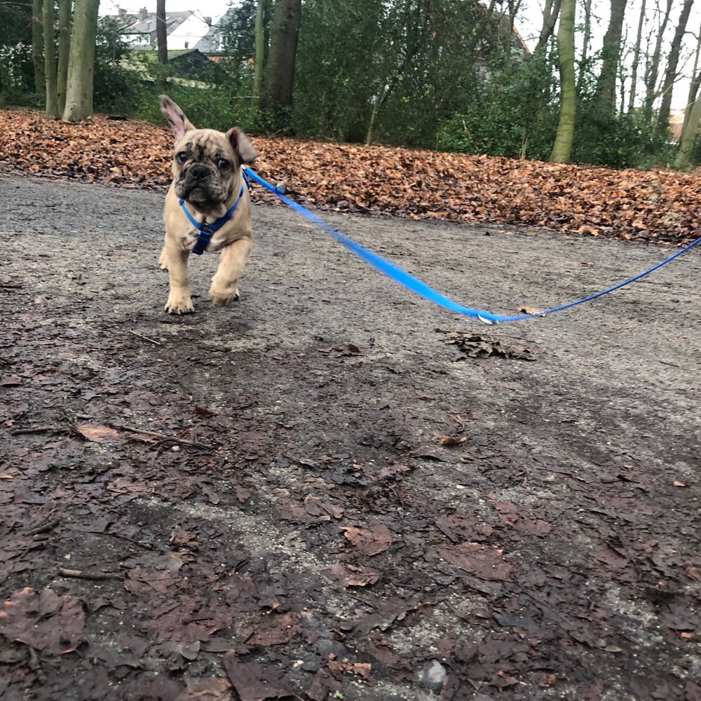 Hundetreffen-Welpentreff Gelsenkirchen und Umgebung-Profilbild