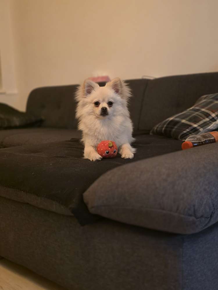 Hundetreffen-Hundetreffen in Reideburg-Profilbild