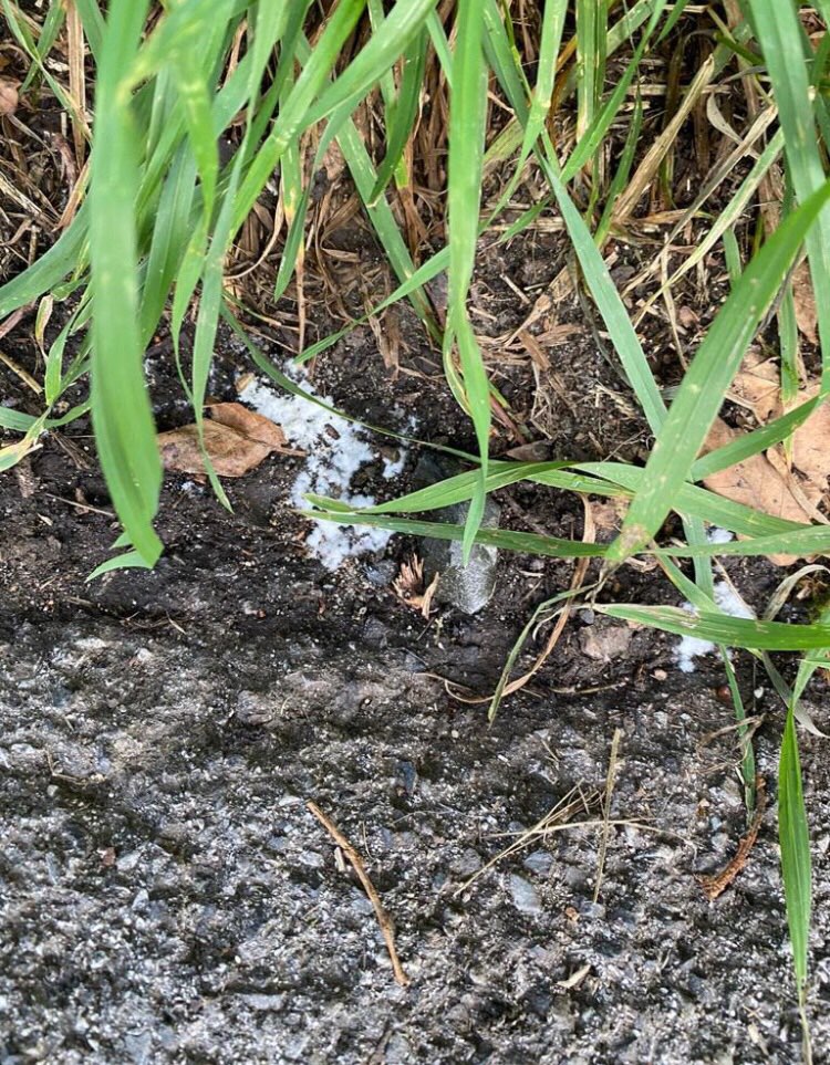 Giftköder-Pulverähnliche Substanz-Profilbild