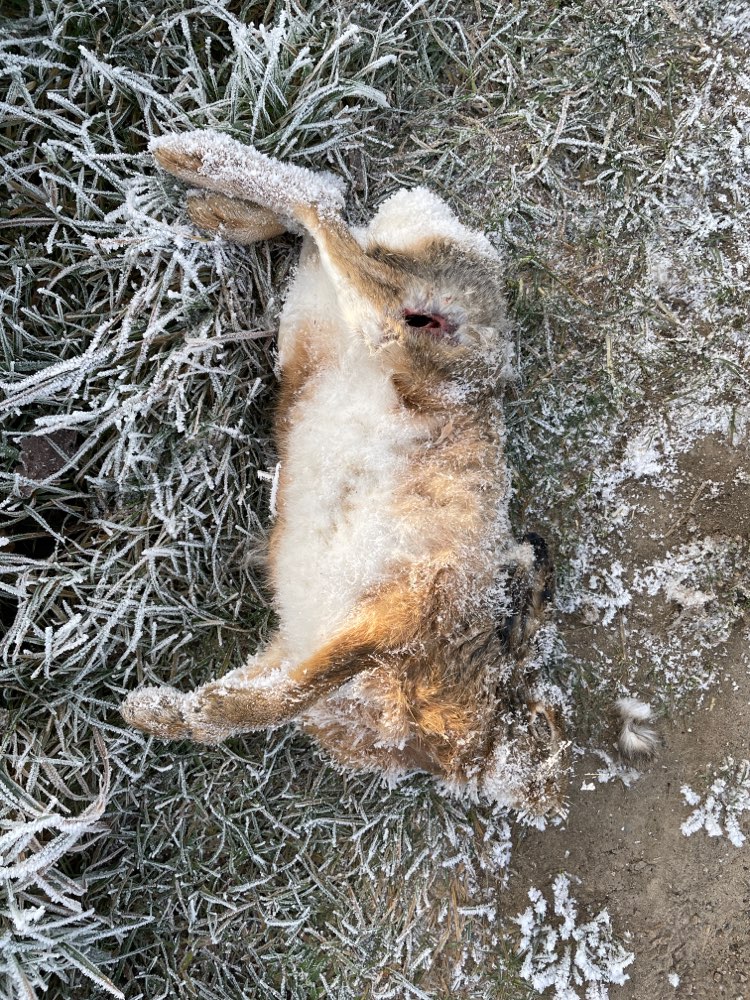 Giftköder-Toter Feldhase-Profilbild