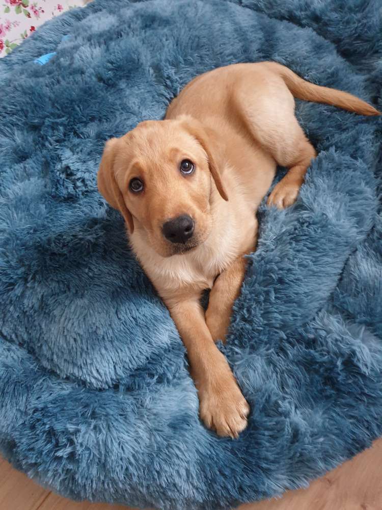 Hundetreffen-Welpentreffen in Peine-Profilbild