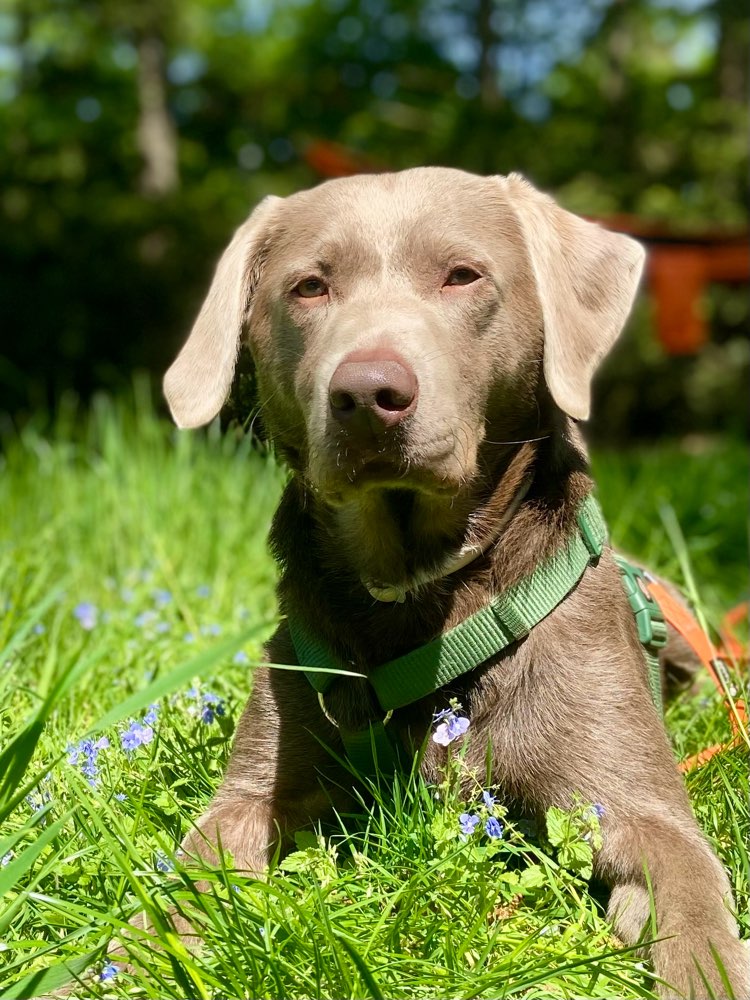 Hundetreffen-Hundefreund / Social Walk Stadtpark-Profilbild