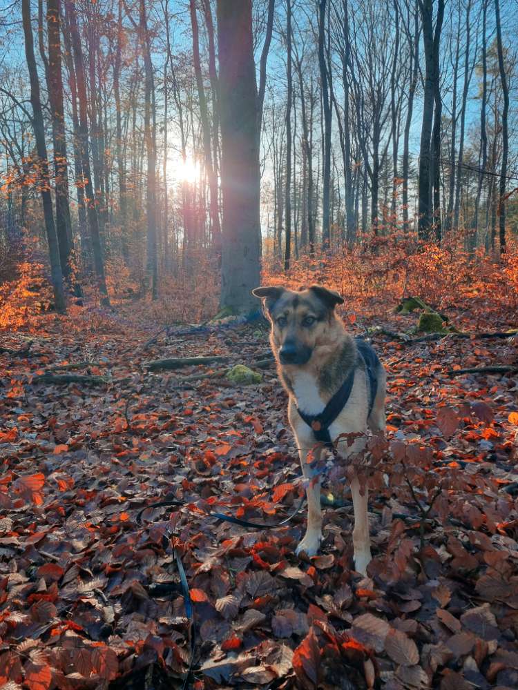 Hundetreffen-Hundetreffen im Tharandter Wald 🌲-Profilbild
