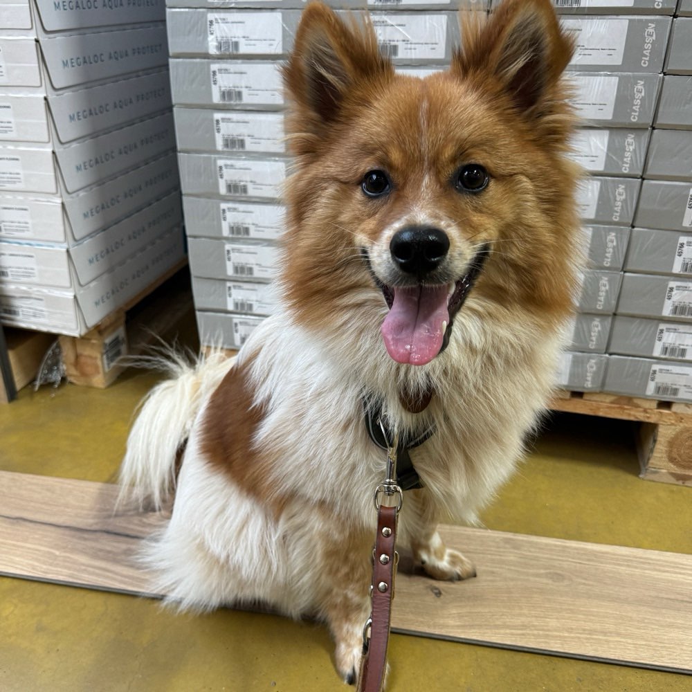 Hundetreffen-Spieletreffen-Profilbild