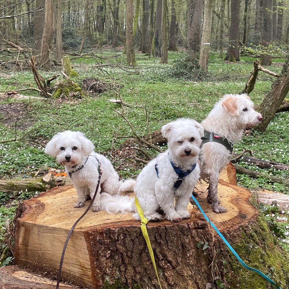 Hundetreffen-Gassi und Spielpartner gesucht!-Profilbild