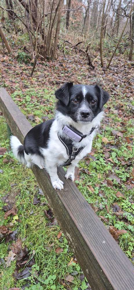 Hundetreffen-Leimen und Umgebung-Profilbild