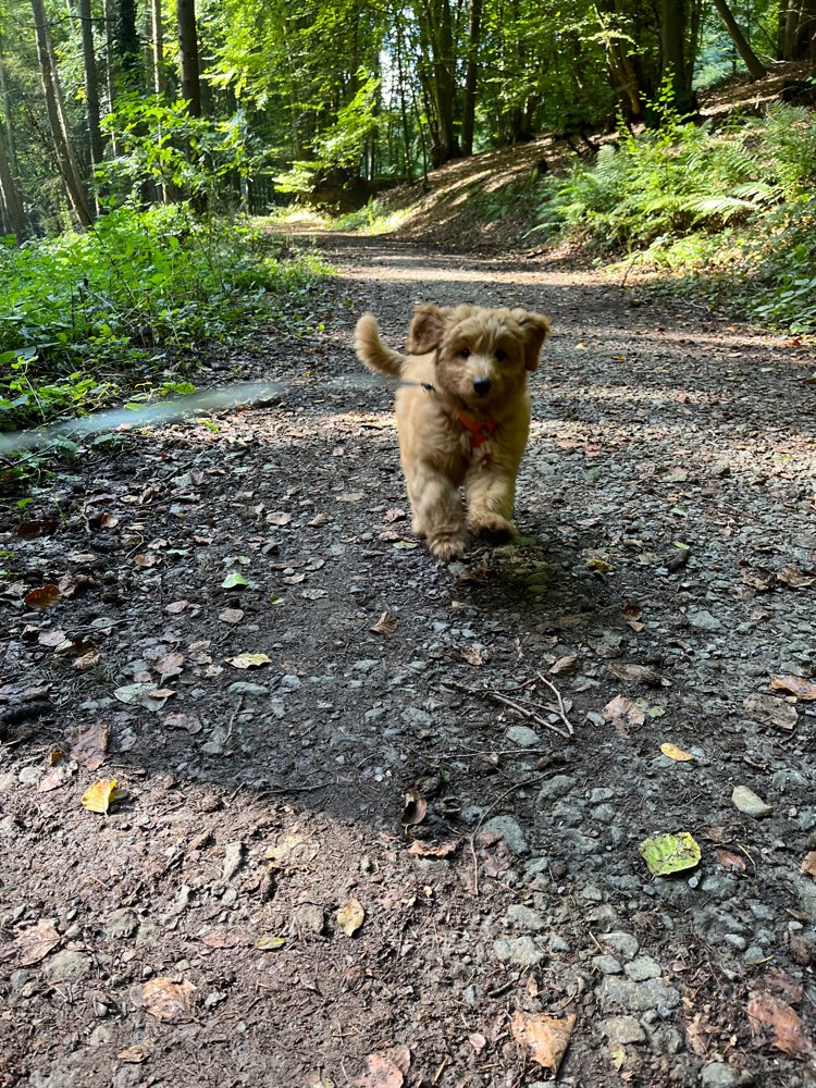 Hundetreffen-Welpentreffen zur Sozialisierung-Profilbild