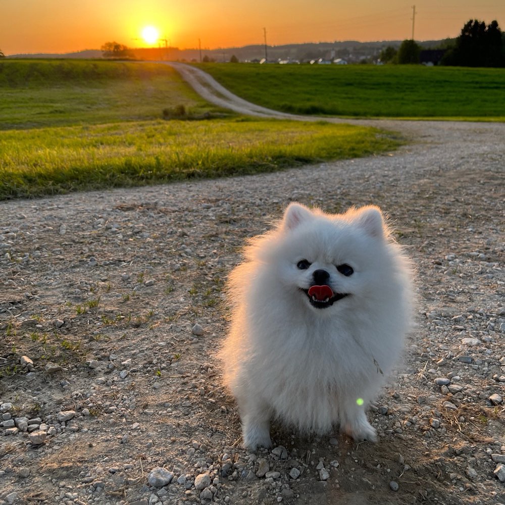 Hundetreffen-Spiel- und Gassitreff für kleine Hunde-Profilbild