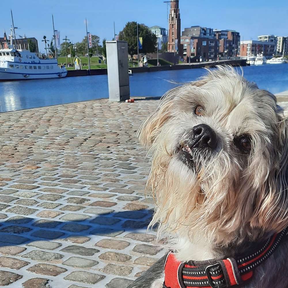 Hundetreffen-Suche Hundefreunde aus Bremerhaven zum Treffen und Toben!-Profilbild