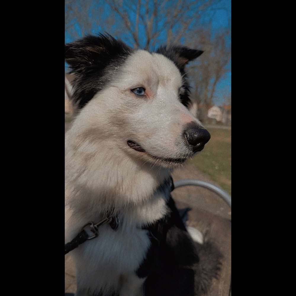 Hundetreffen-Welpen- Und Hundetreffen-Profilbild