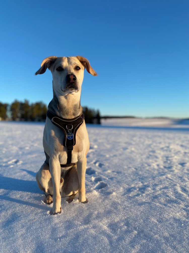 Hundetreffen-Momo sucht Hundefreund - Social Walk, Spielen und Toben-Profilbild
