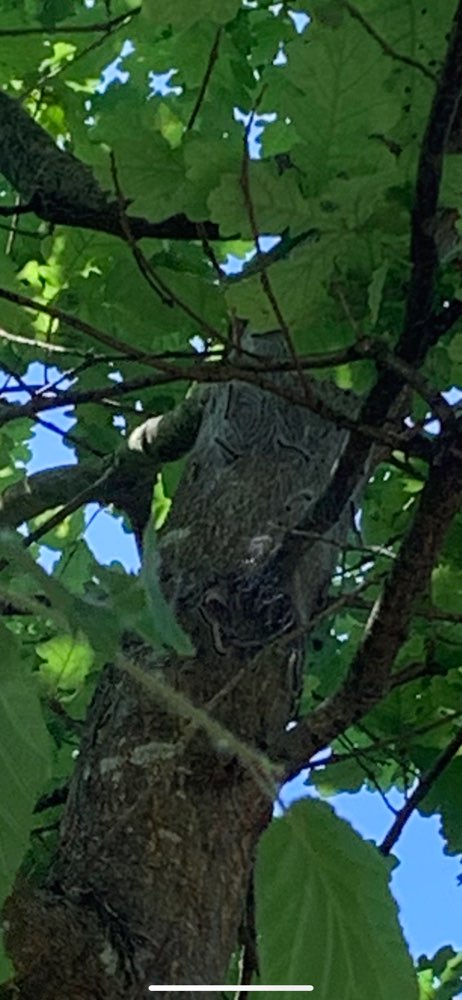 Giftköder-Eichenprozessionsspinner-Profilbild