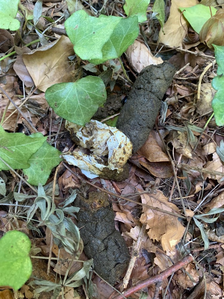 Giftköder-Möglicher Giftköder-Profilbild