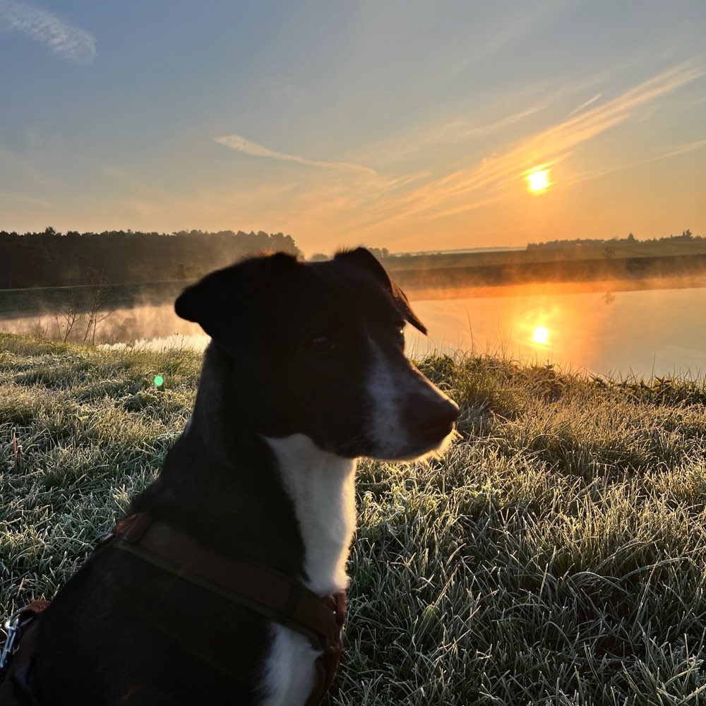 Hundetreffen-Gassi- und Spielrunden-Profilbild